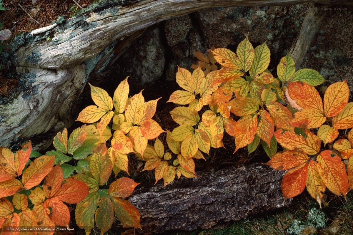 Autumn leaves by a log