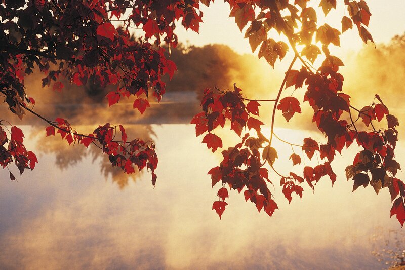 Autumn leaves by a misty lake