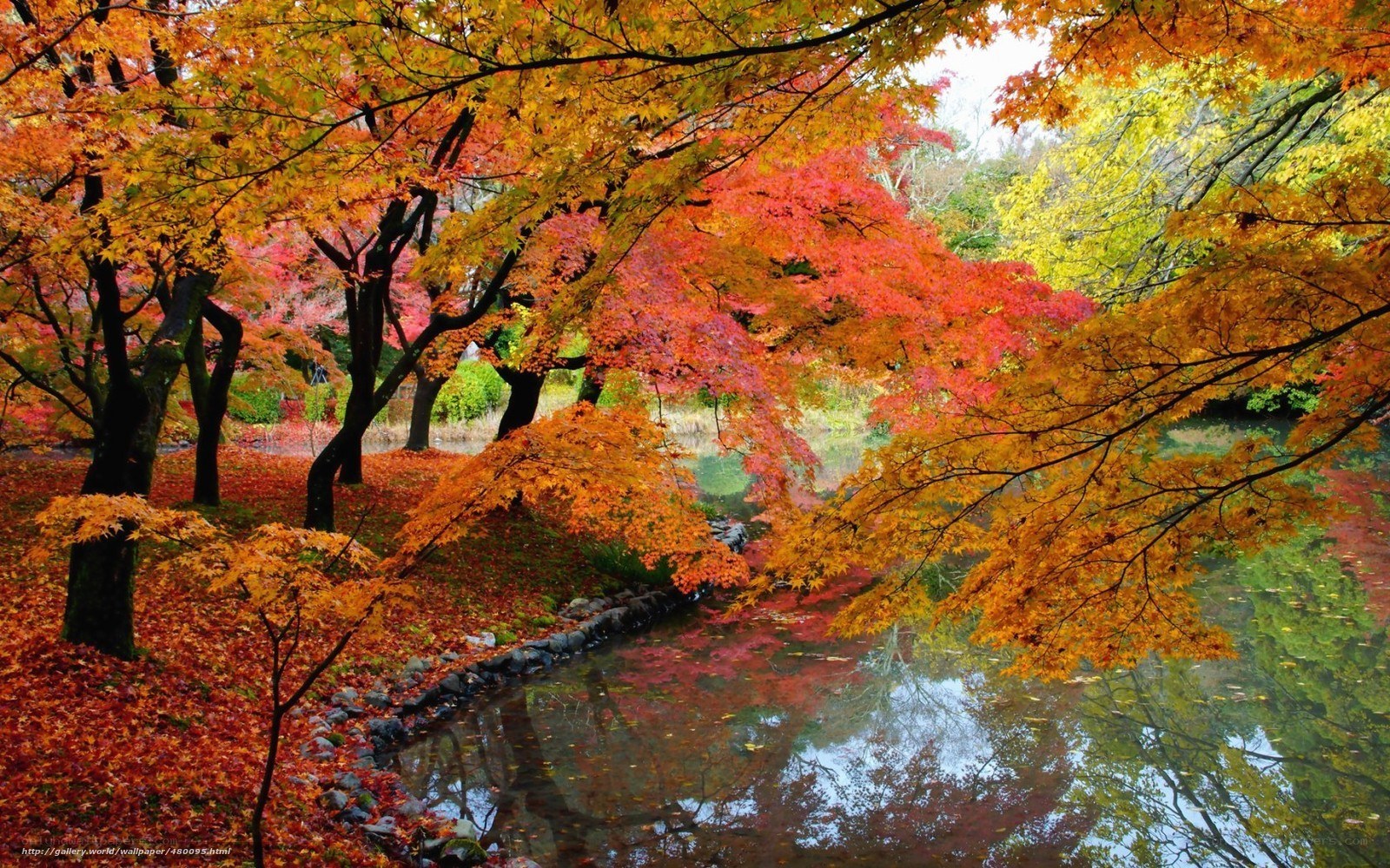 Autumn leaves by a pond