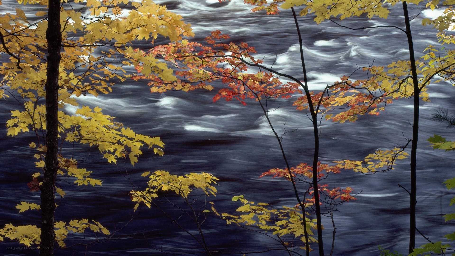 Autumn leaves by a river