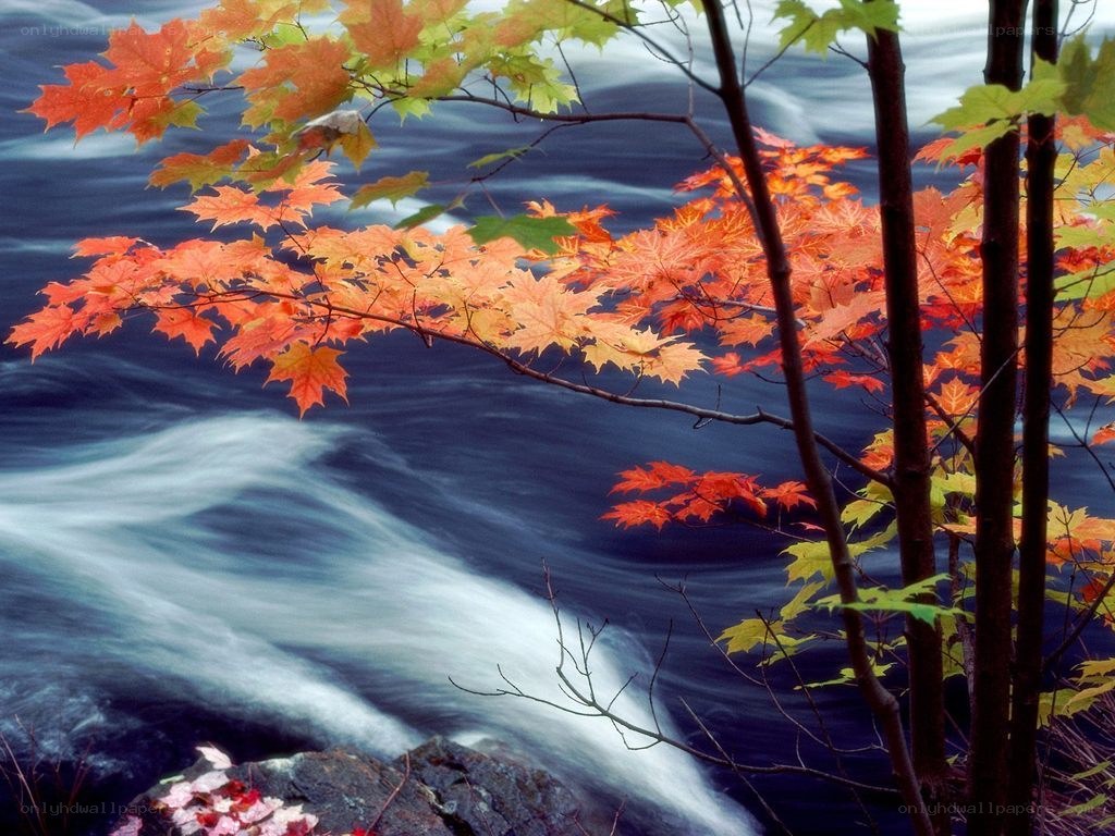 Autumn leaves by a river