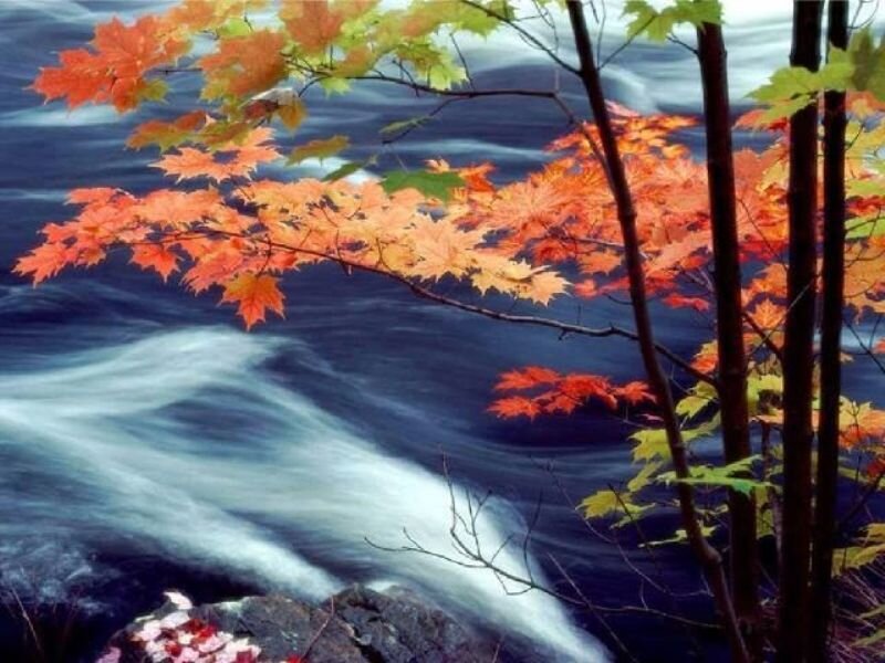 Autumn leaves by a river