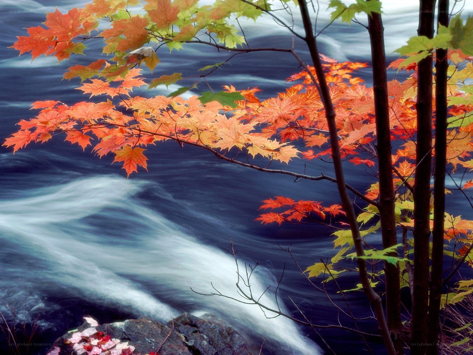 Autumn leaves by a river