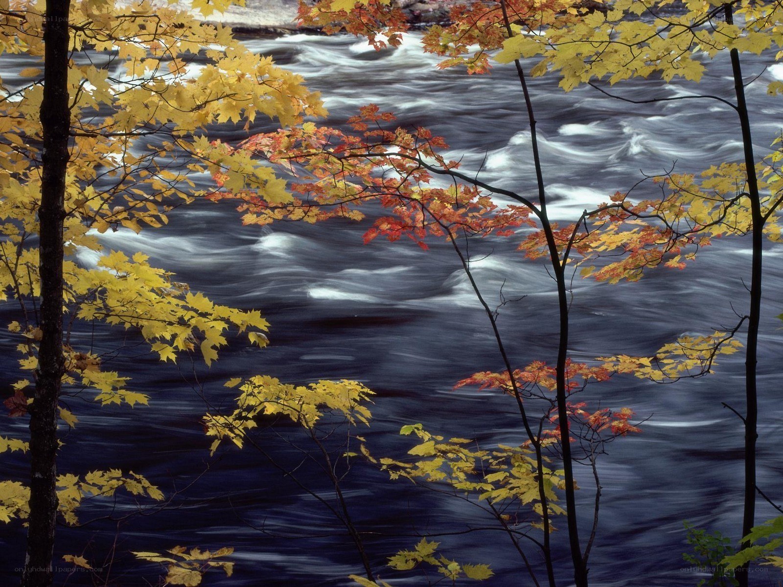 Autumn leaves by a rushing river