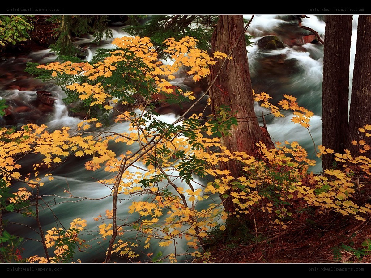 Autumn leaves by a rushing stream