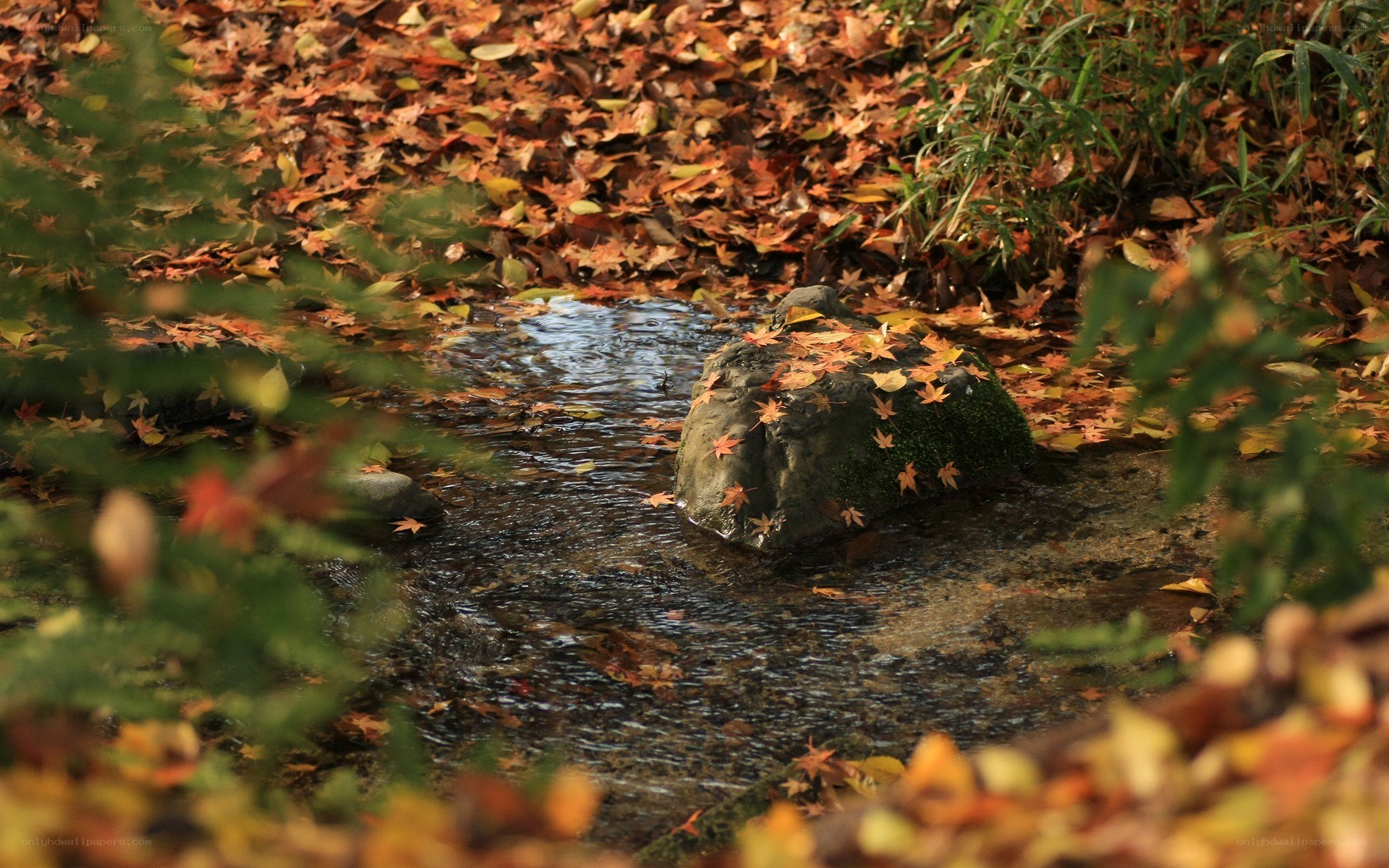 Autumn leaves by a stream