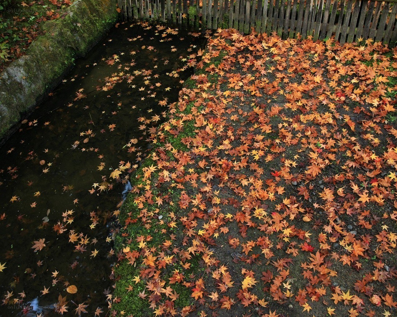 Autumn leaves by a stream