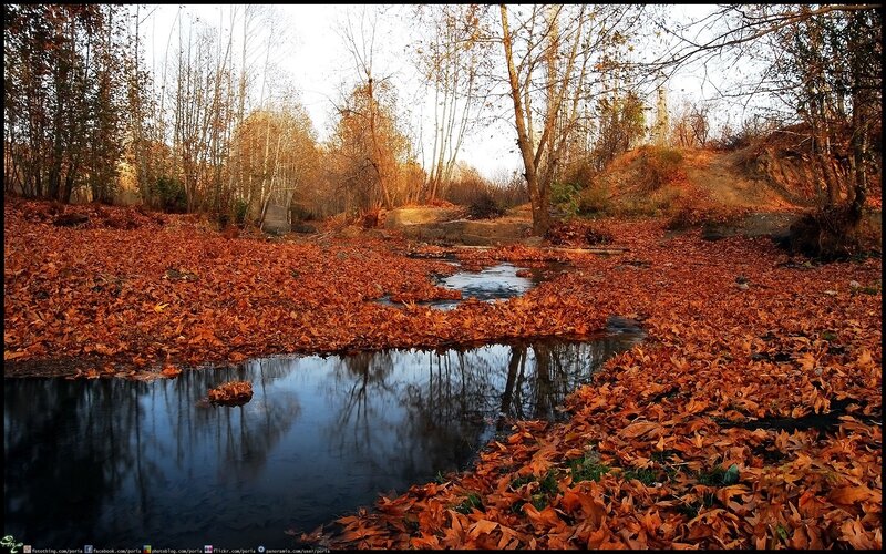 Autumn leaves by a stream