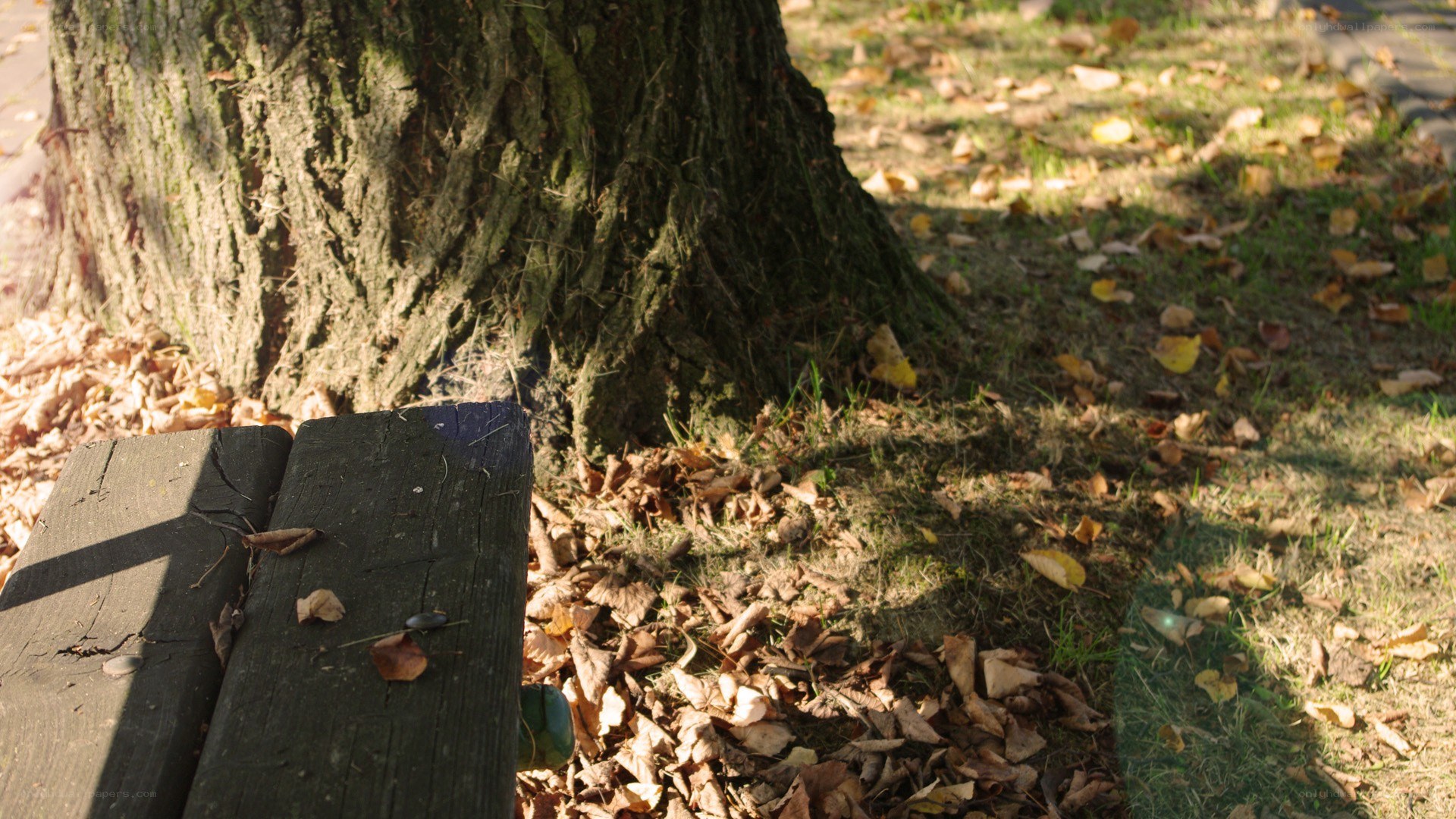 Autumn leaves by a tree
