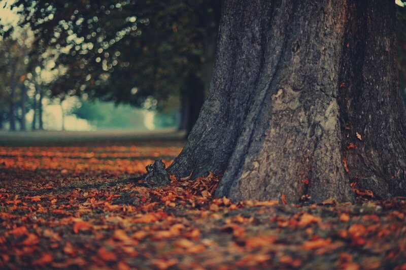 Autumn leaves by a tree