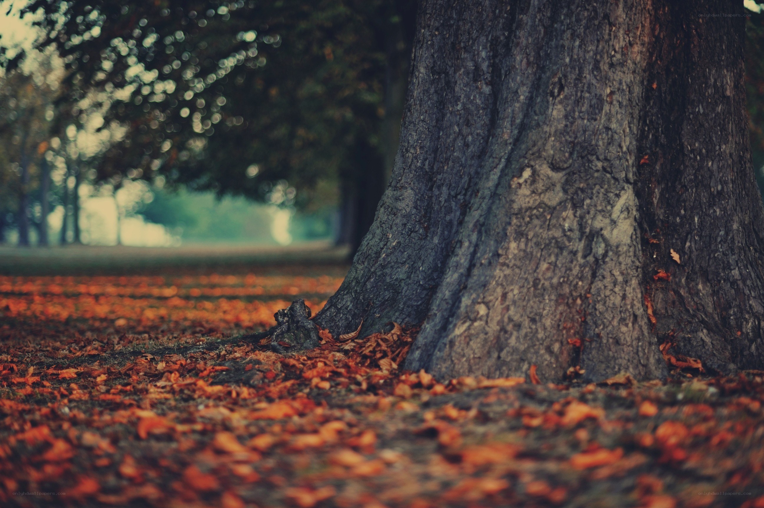 Autumn leaves by a tree