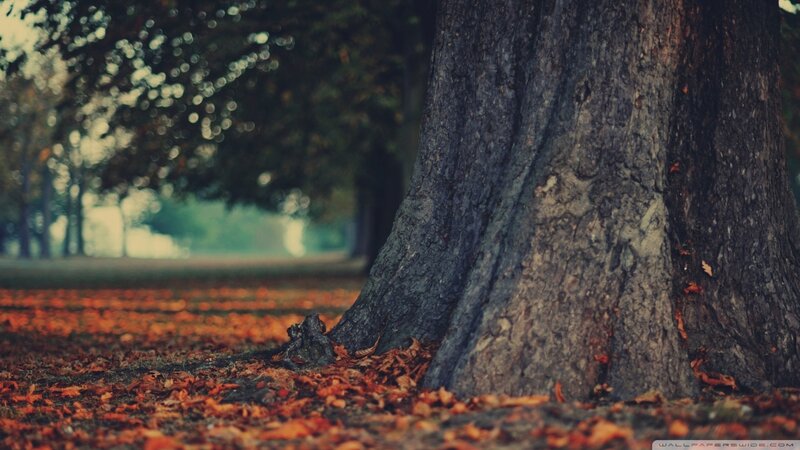 Autumn leaves by a tree
