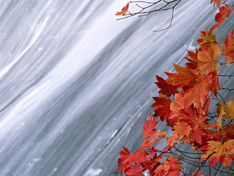 Autumn leaves by a waterfall