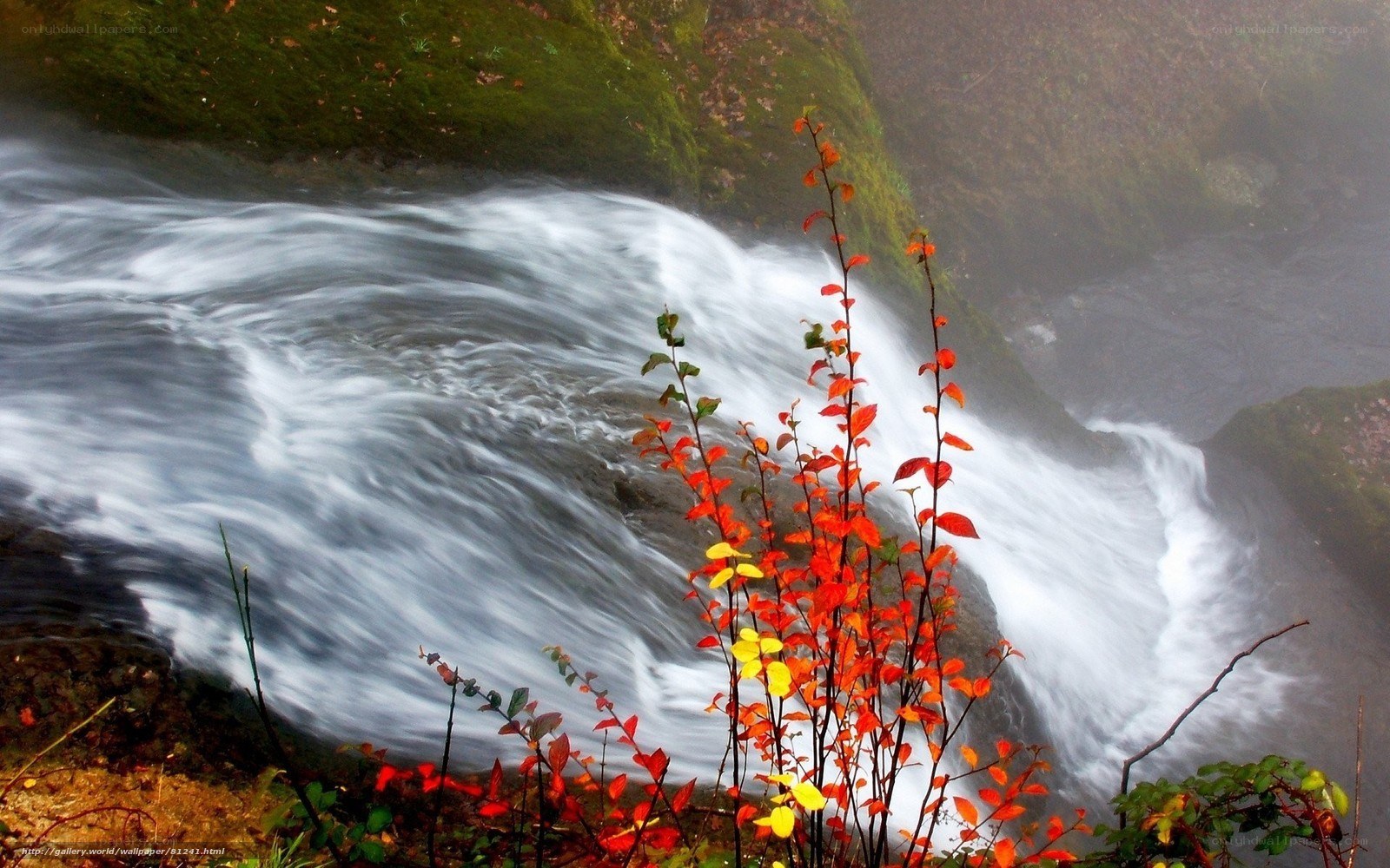 Autumn leaves by a waterfall