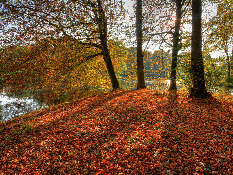 Autumn Leaves by Lake — Orange