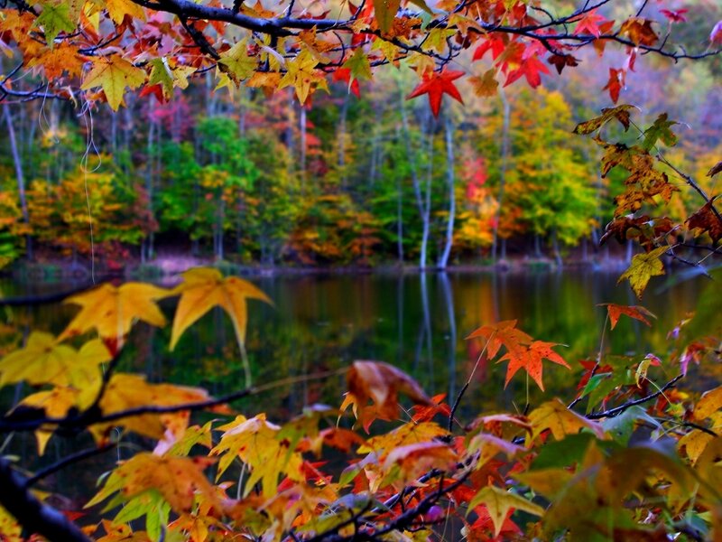 Autumn Leaves by Lake — Red, Serene, Photograph