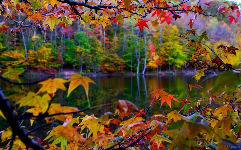 Autumn Leaves by Lake — Red, Serene
