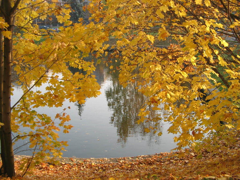 Autumn Leaves by Lake