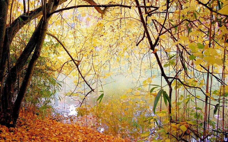 Autumn Leaves by Lake — Yellow, Serene, Photograph