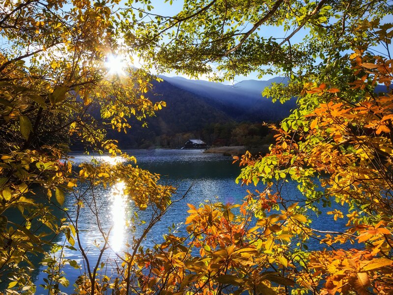 Autumn Leaves by Lake — Yellow, Serene