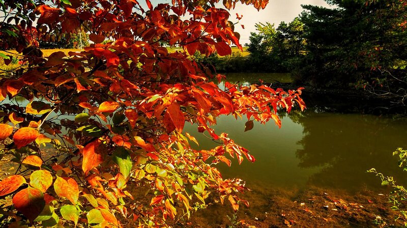Autumn Leaves by Pond — Red, Serene
