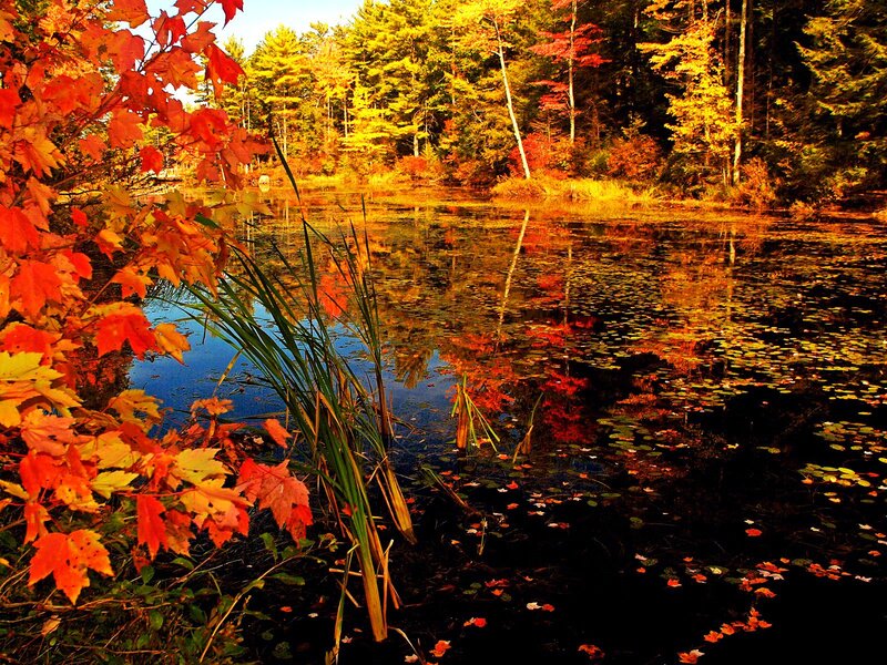 Autumn Leaves by Pond