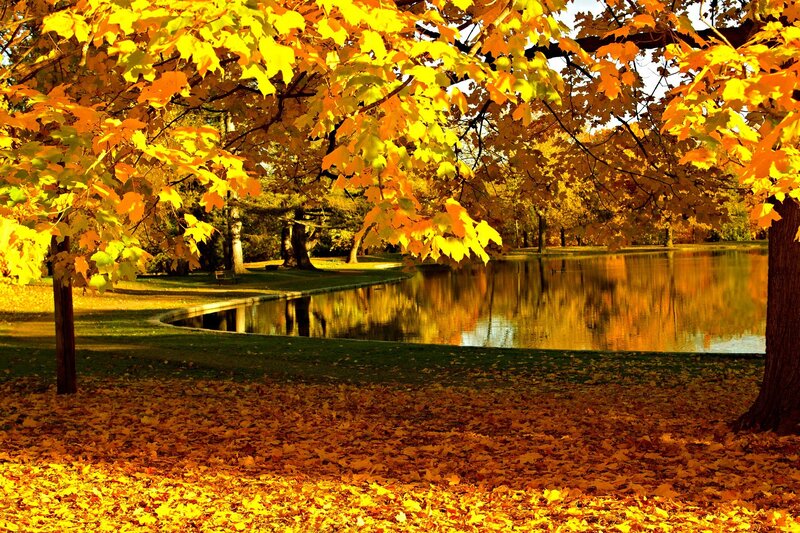 Autumn Leaves by Pond — Yellow
