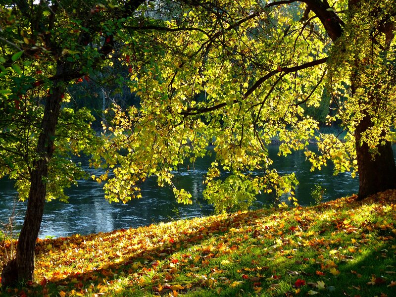 Autumn Leaves by River — Green