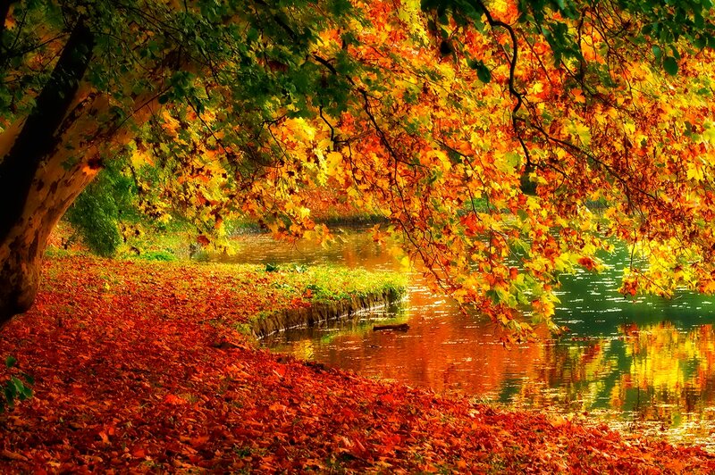 Autumn Leaves by River — Orange