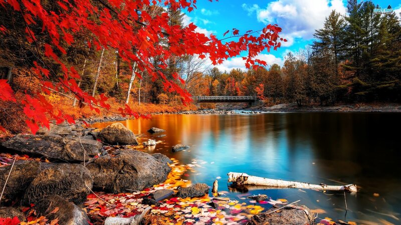 Autumn Leaves by River — Red, Serene