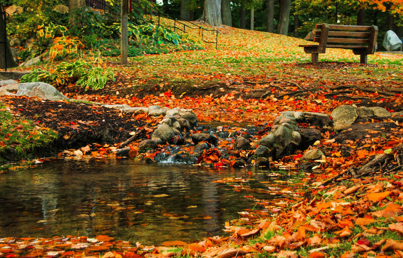 Autumn Leaves by Stream