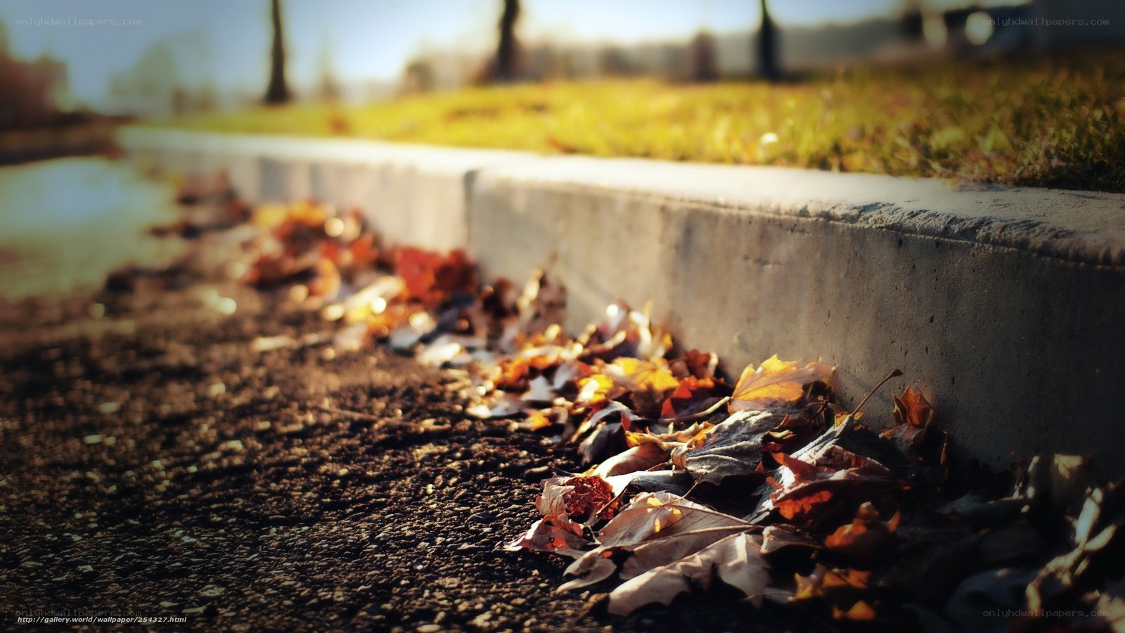 Autumn leaves by the curb