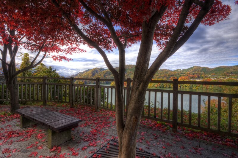 Autumn leaves by the lake