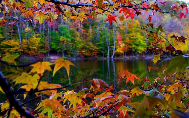 Autumn leaves by the lake
