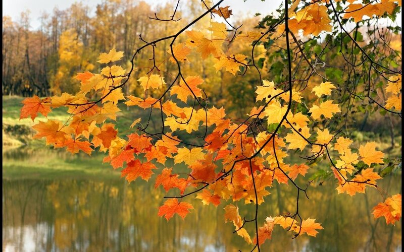 Autumn leaves by the lake