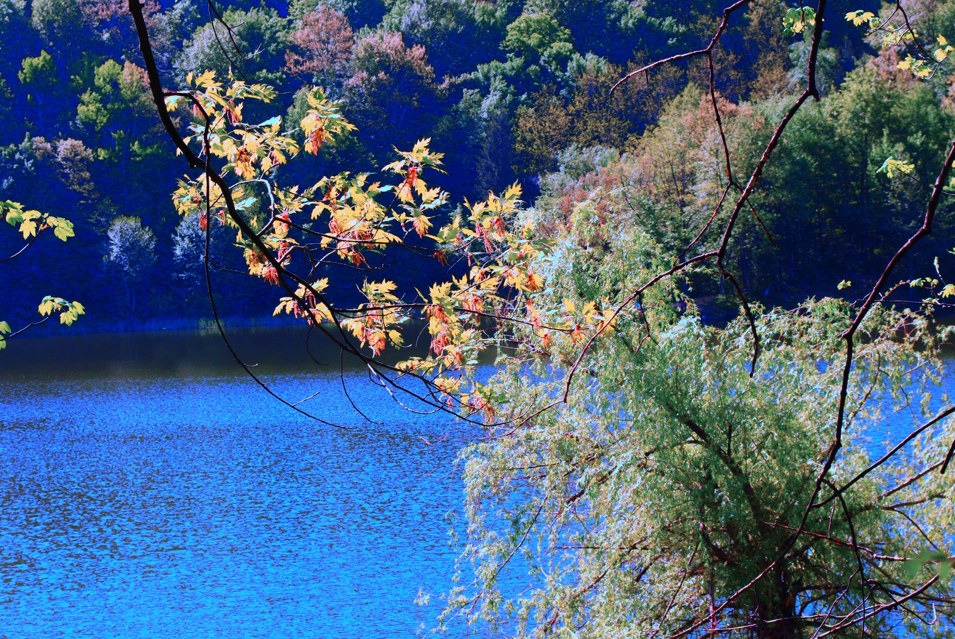 Autumn leaves by the lake