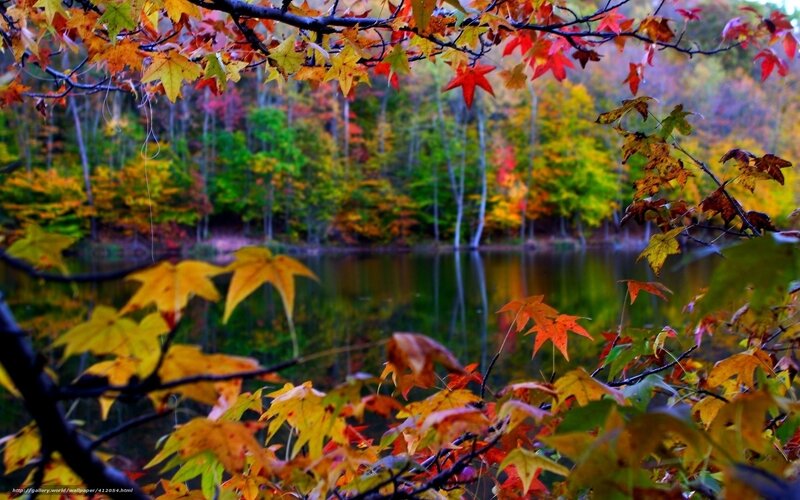 Autumn leaves by the lake