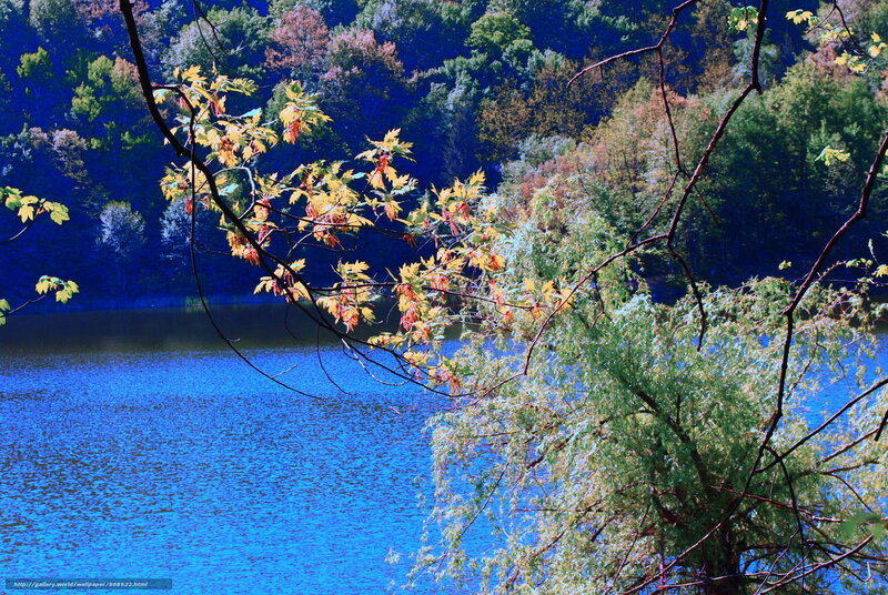 Autumn leaves by the lake
