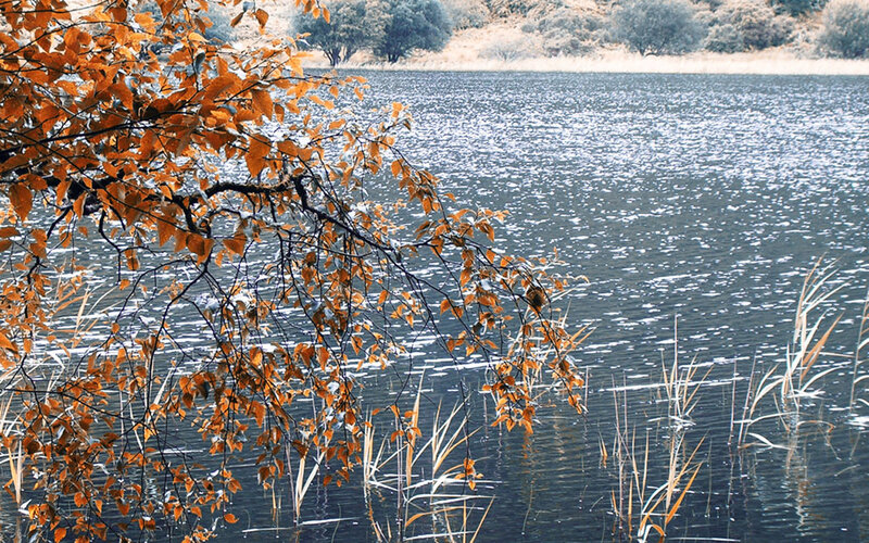 Autumn leaves by the lake