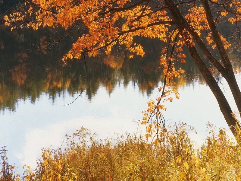 Autumn leaves by the lake