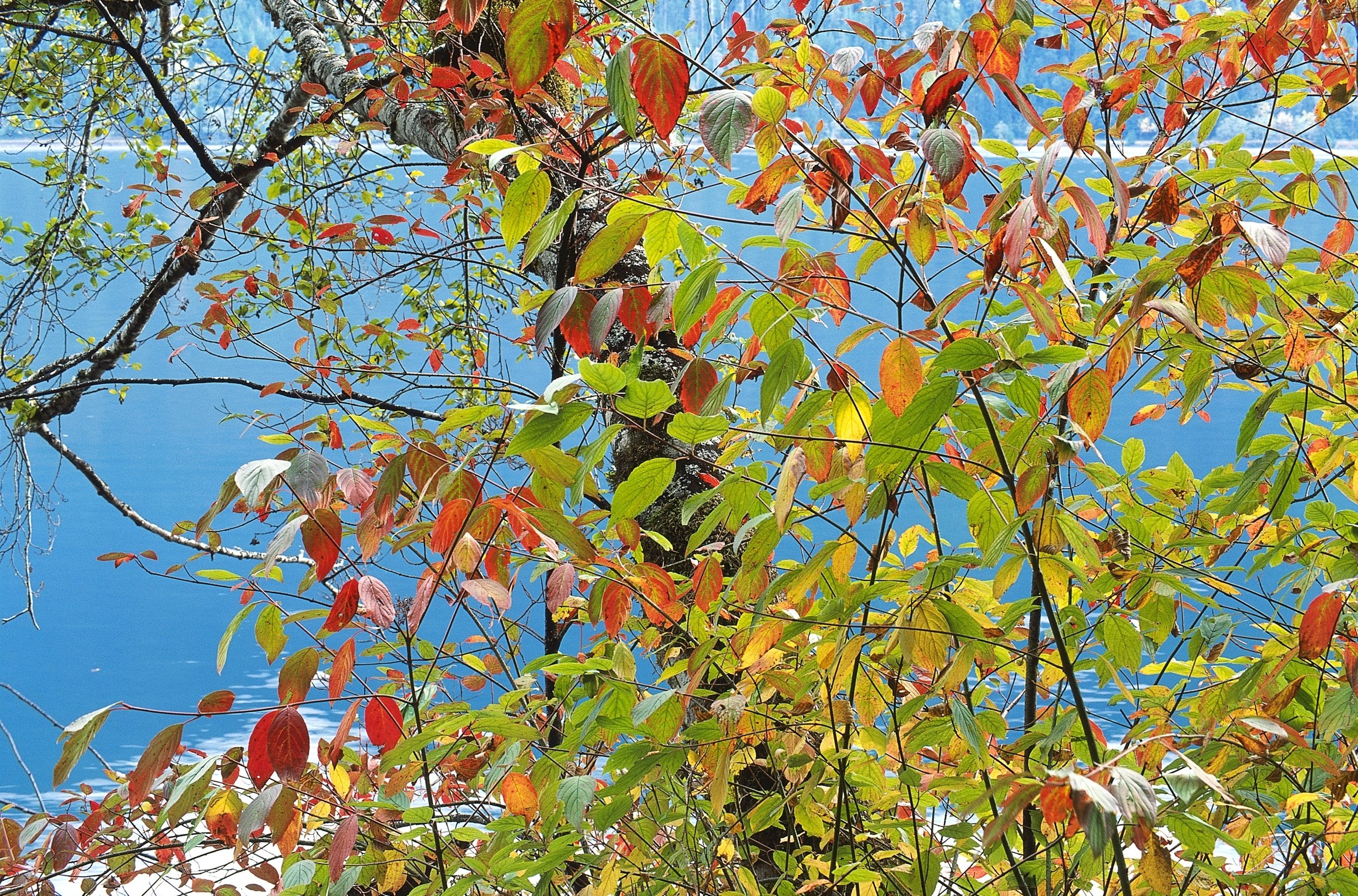 Autumn leaves by the lake