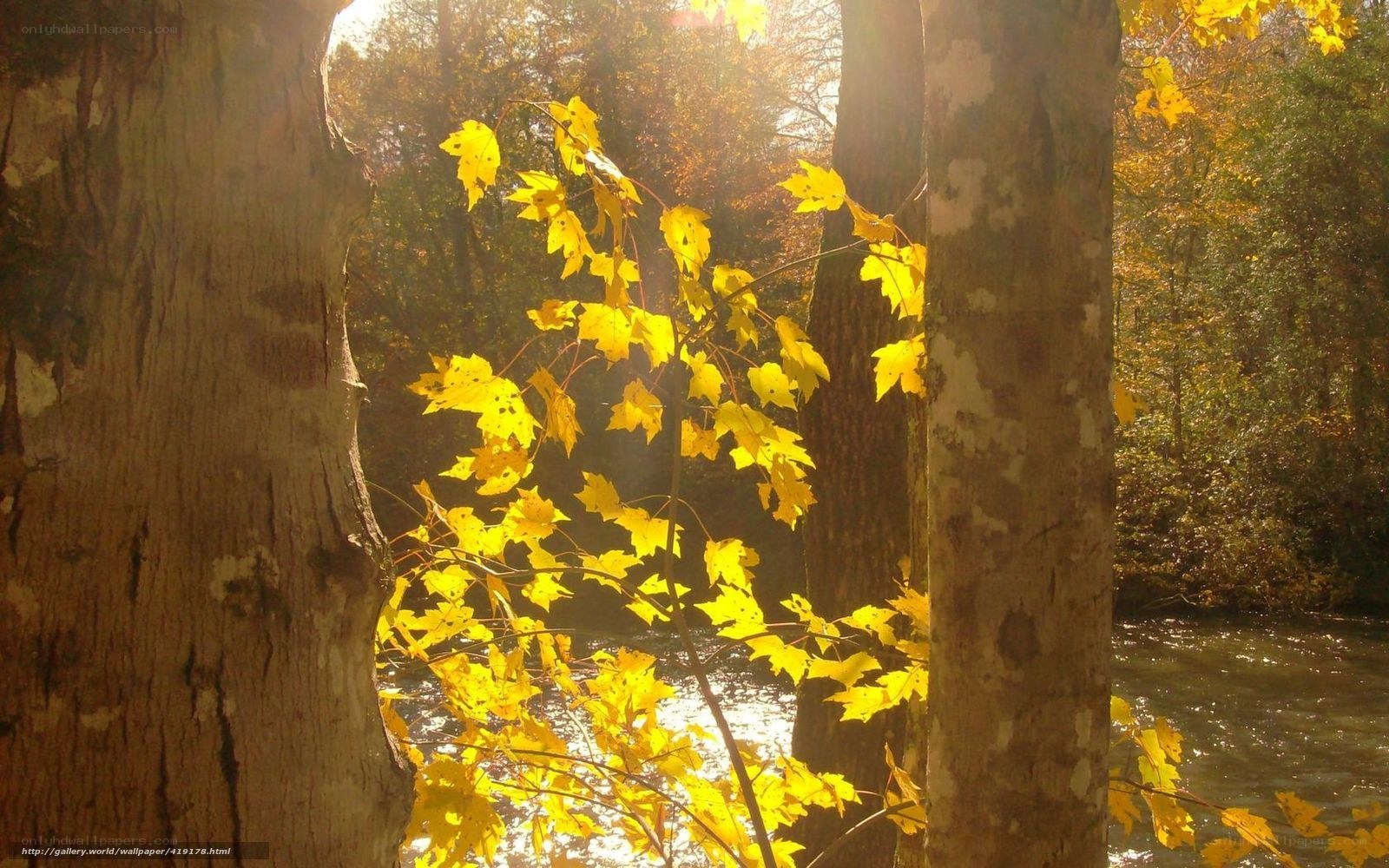 Autumn leaves by the river