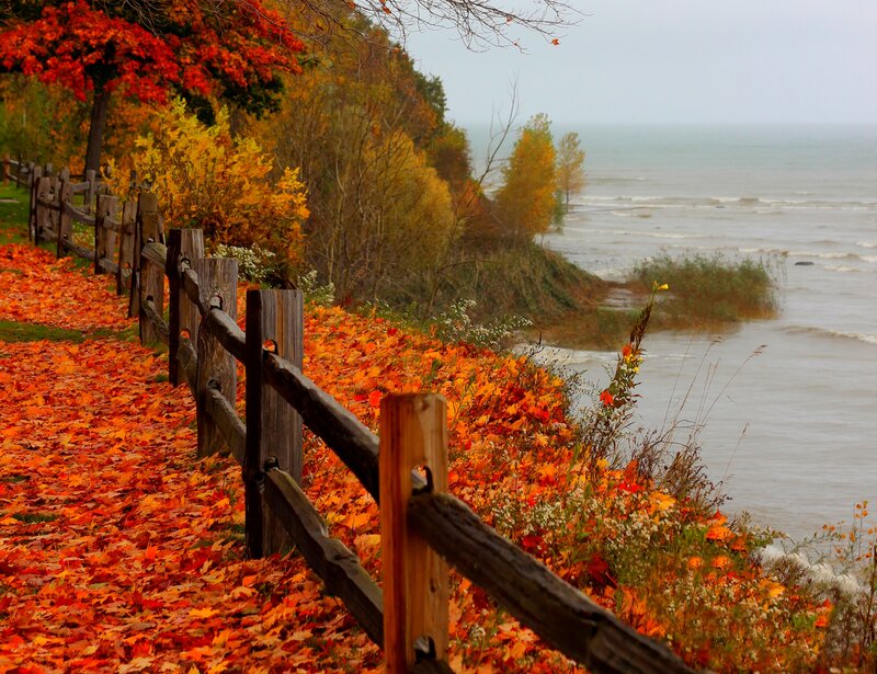 Autumn Leaves by the Sea