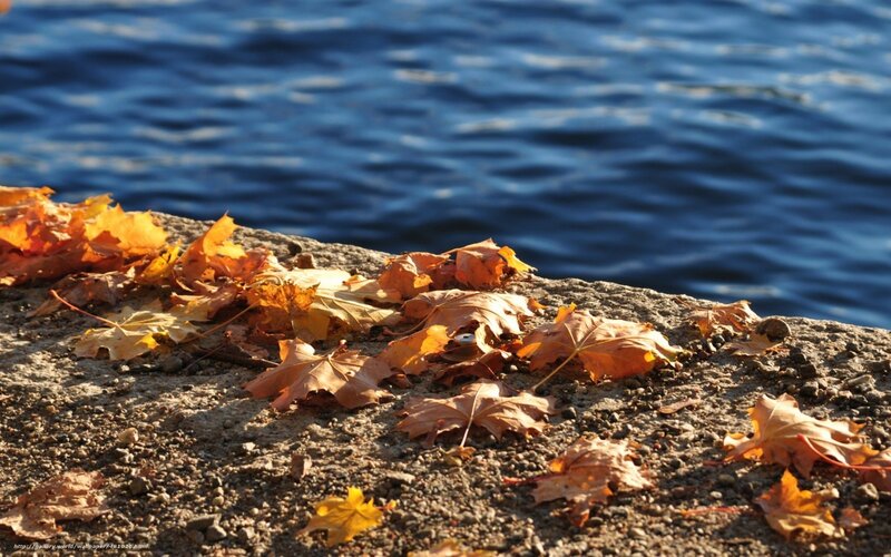Autumn leaves by the water