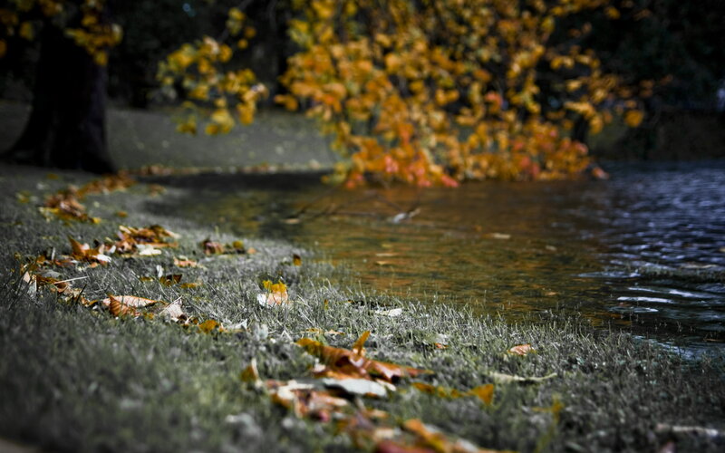 Autumn leaves by the water