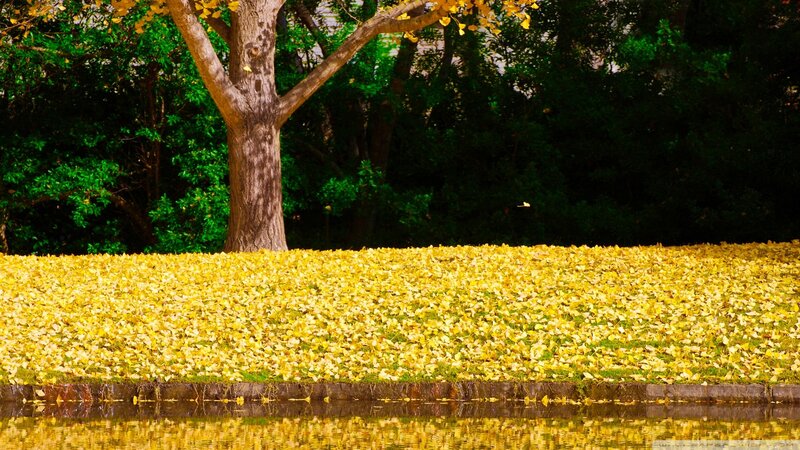 Autumn leaves by the water