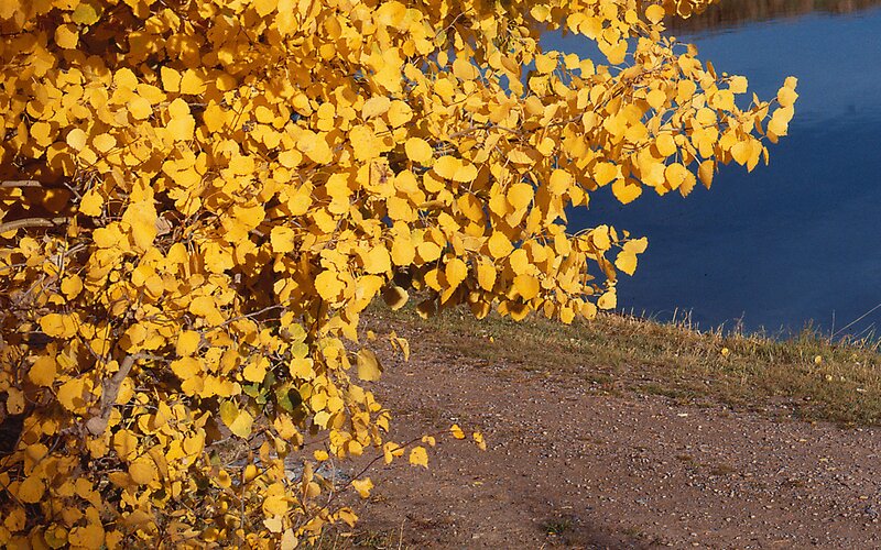 Autumn leaves by the water