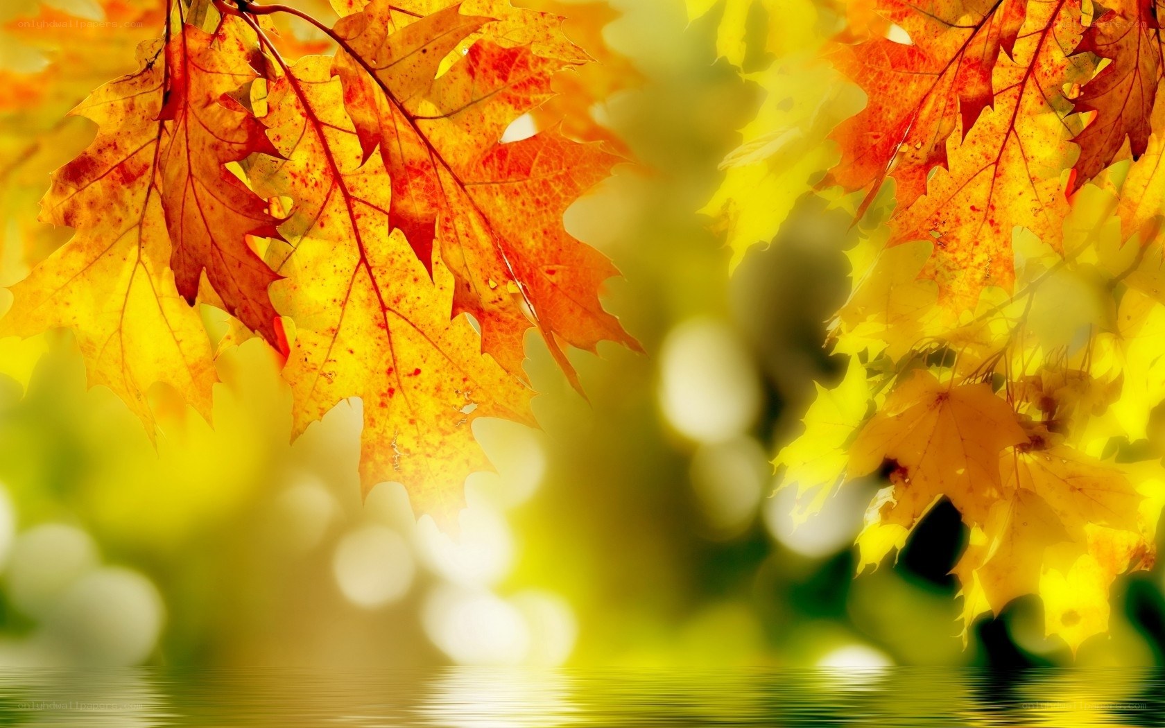 Autumn leaves by the water
