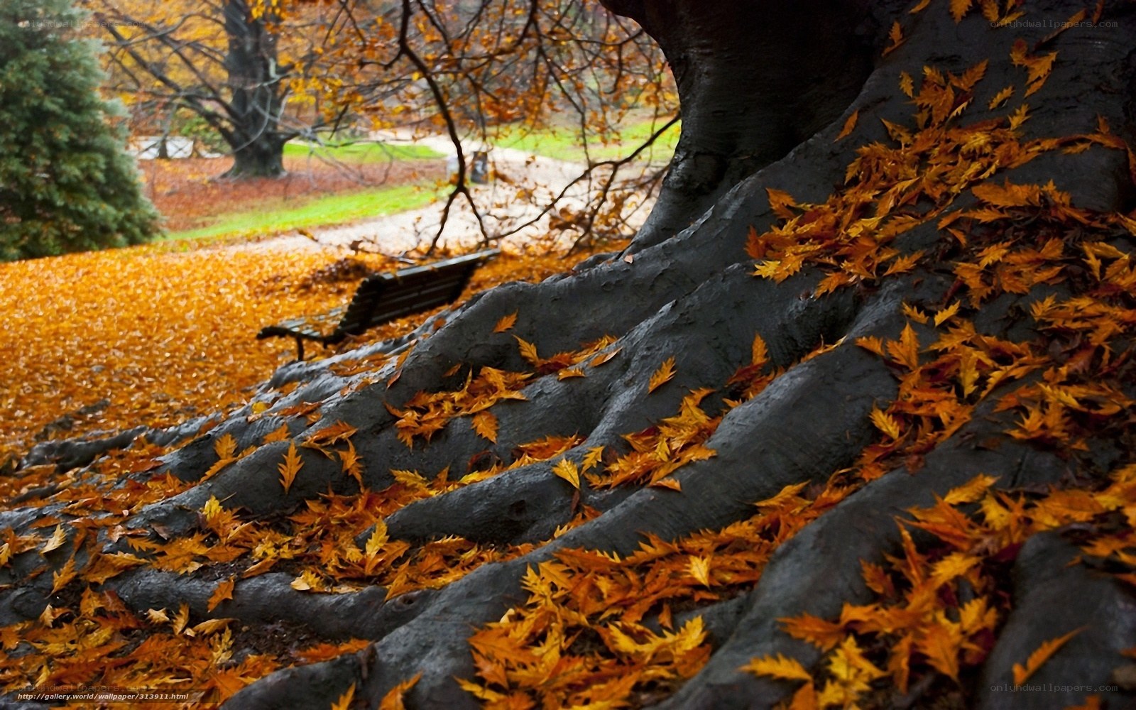 Autumn leaves by tree roots