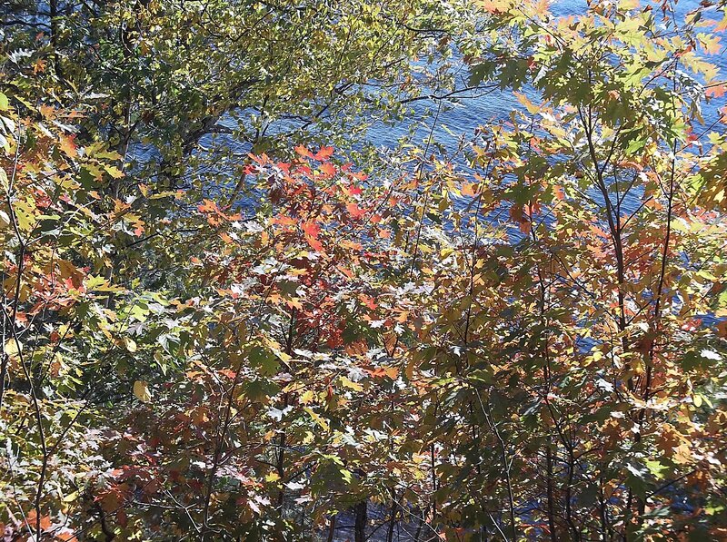 Autumn Leaves by Water — Green